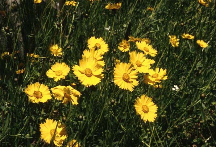 Plant photo of: Coreopsis grandiflora