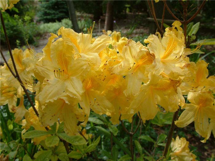 Plant photo of: Rhododendron occidentale