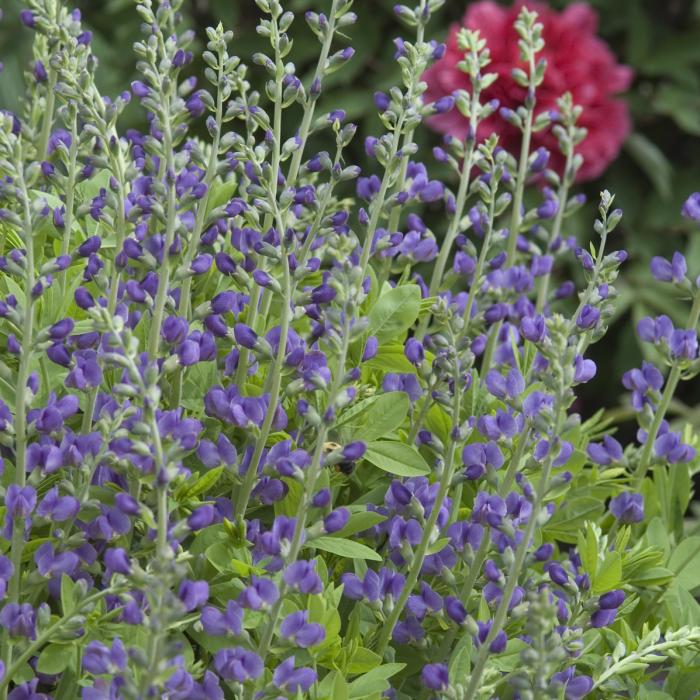 Plant photo of: Baptisia australis