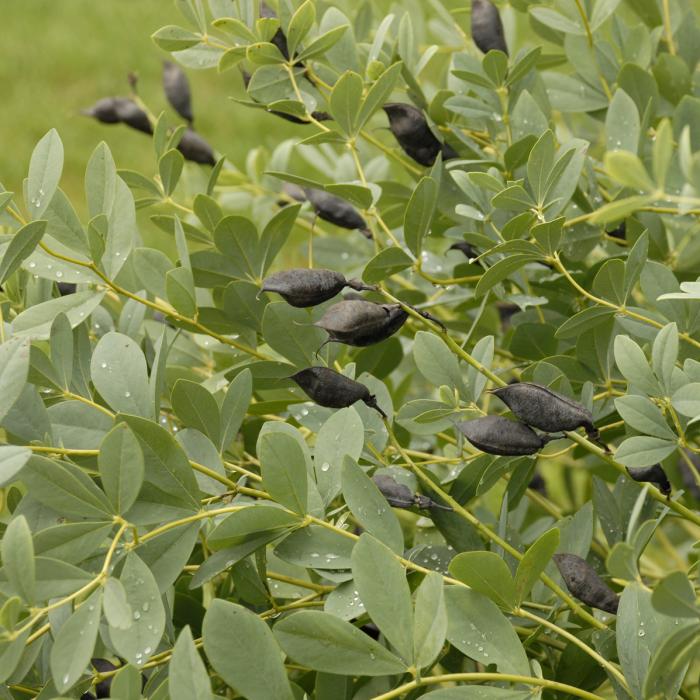 Plant photo of: Baptisia australis