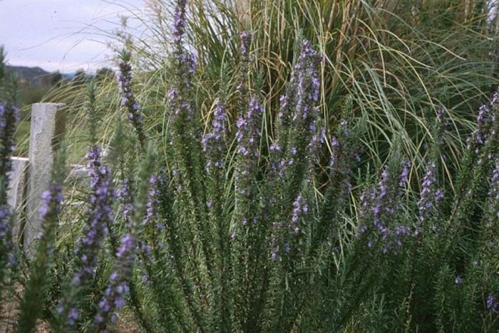 Plant photo of: Rosmarinus officinalis 'Miss Jessup's Up