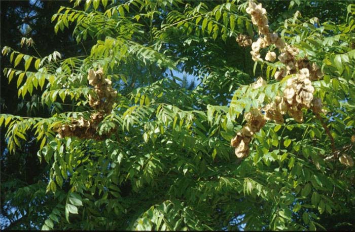 Plant photo of: Koelreuteria paniculata