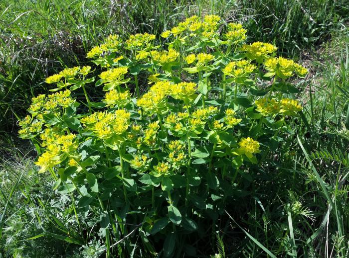 Plant photo of: Euphorbia polychroma