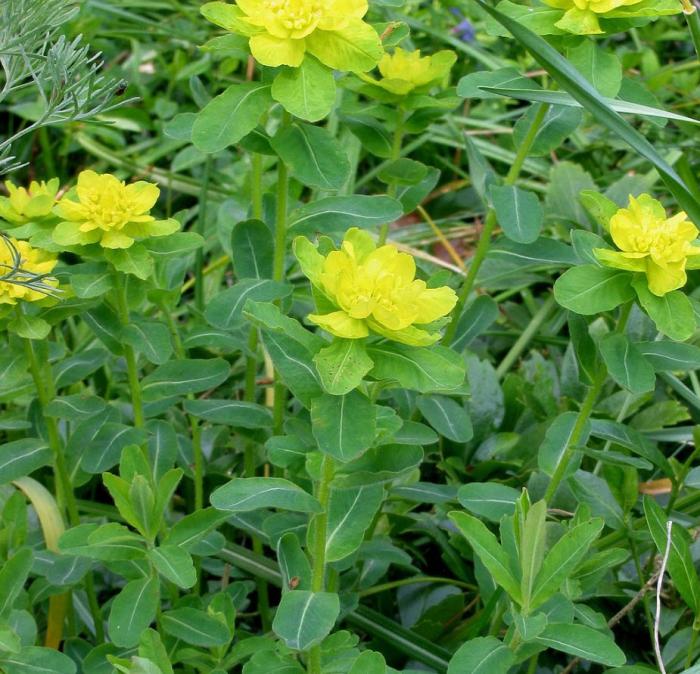 Plant photo of: Euphorbia polychroma