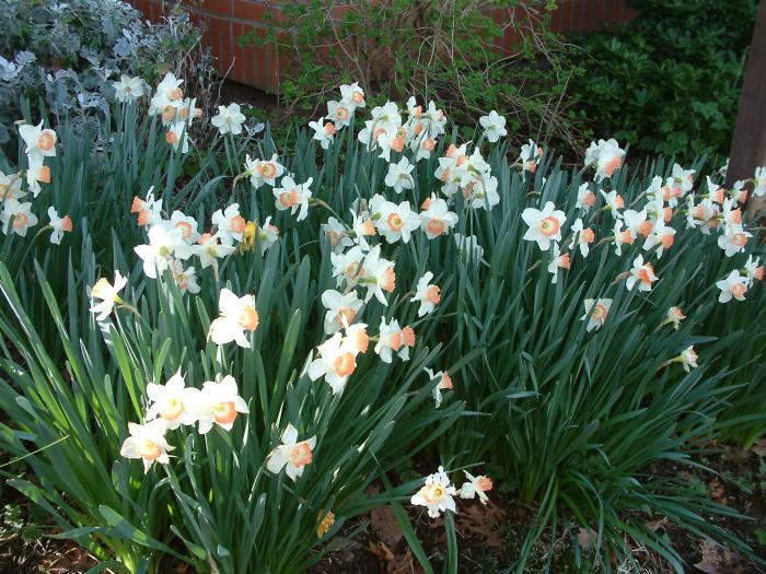 Plant photo of: Narcissus Assorted Varieties