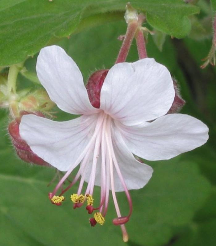 Plant photo of: Geranium macrorrhizum