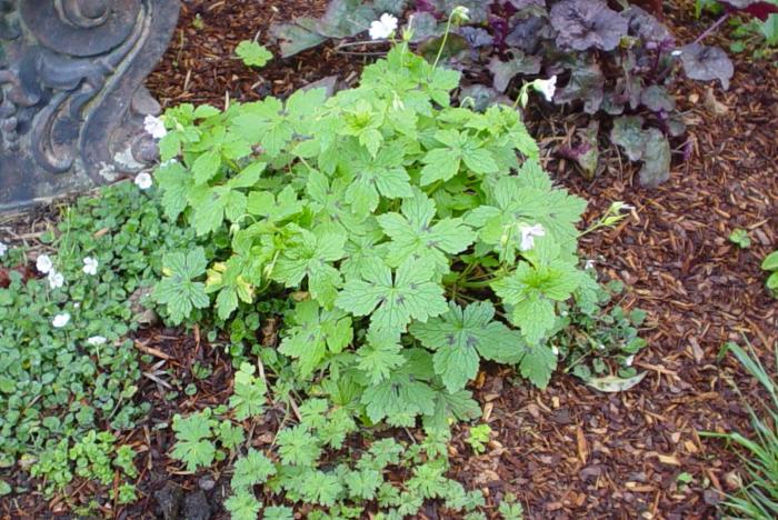 Plant photo of: Geranium macrorrhizum