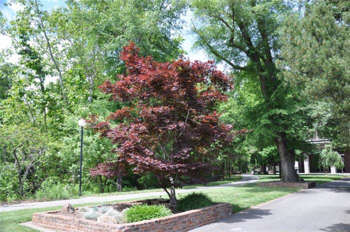 Plant photo of: Acer palmatum 'Red Dragon'