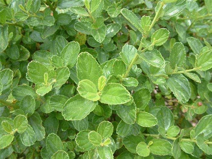 Plant photo of: Ceanothus 'Owlswood Blue'