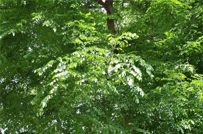 Plant photo of: Robinia X ambigua 'Decaisneana'