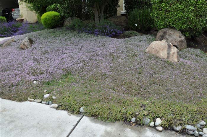 Plant photo of: Thymus spp.