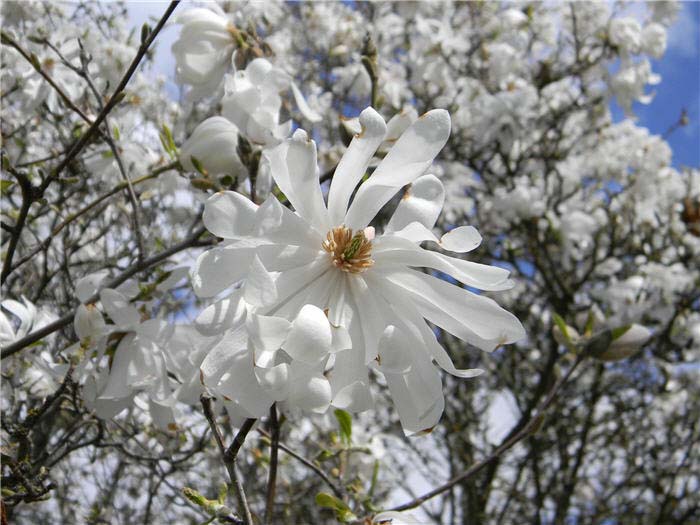 Plant photo of: Magnolia stellata