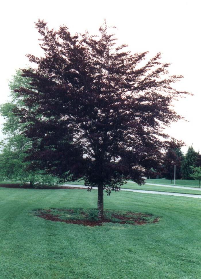 Plant photo of: Fagus sylvatica 'Atropunicea'