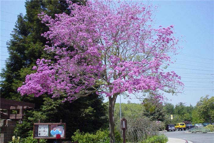 Plant photo of: Robinia X 'Purple Robe'