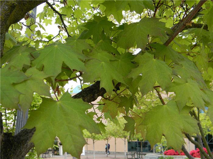 Plant photo of: Acer X freemanii 'Autumn Blaze'