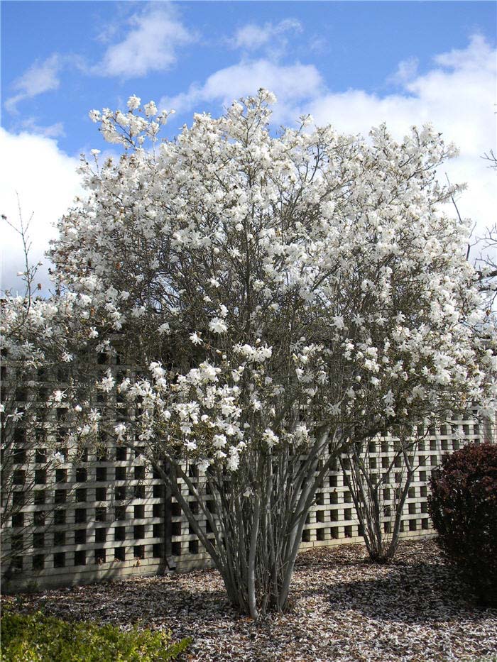 Plant photo of: Magnolia stellata 'Royal Star'