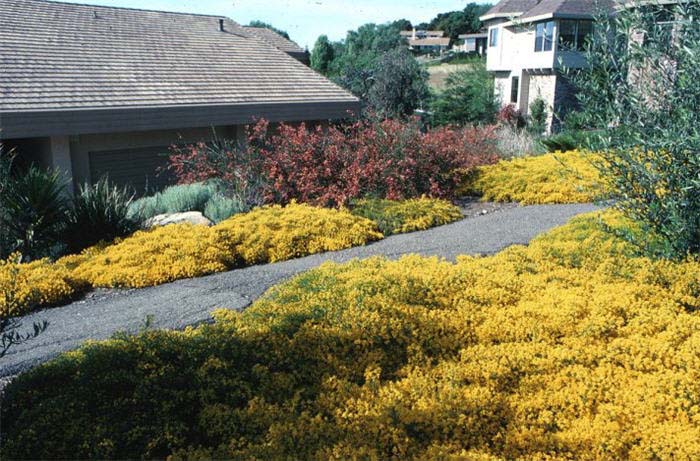 Plant photo of: Genista lydia