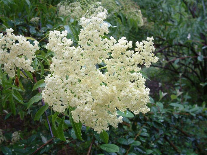 Plant photo of: Sambucus caerulea