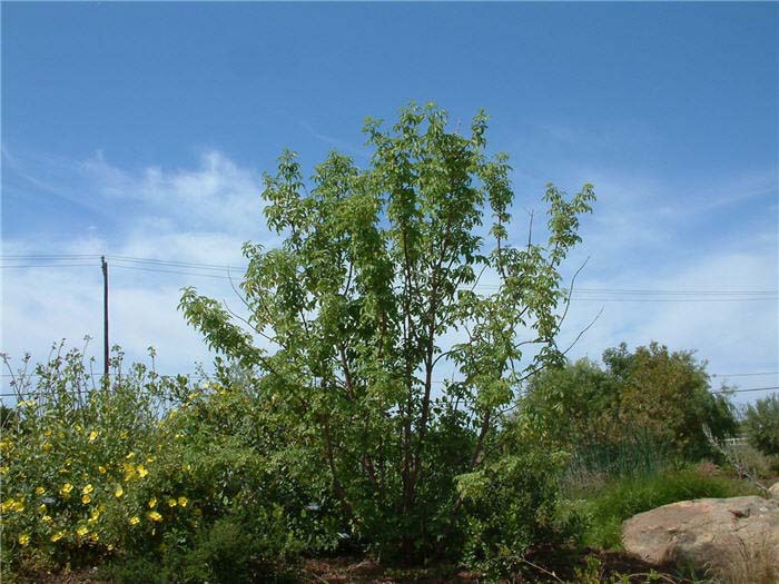 Plant photo of: Sambucus caerulea