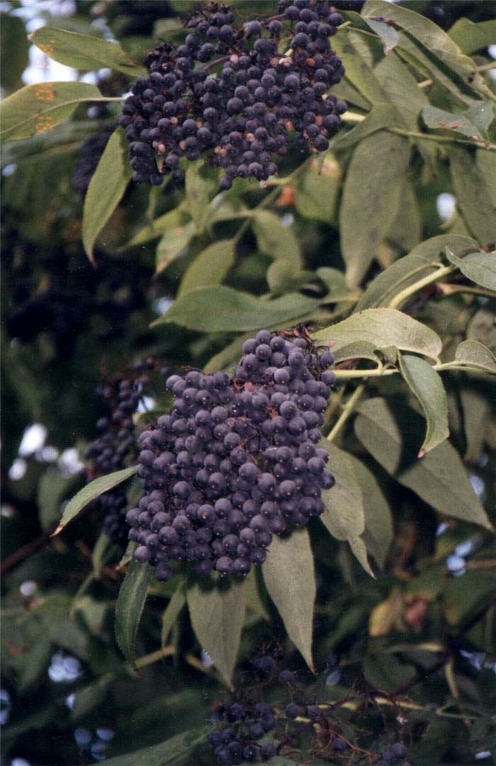 Plant photo of: Sambucus caerulea