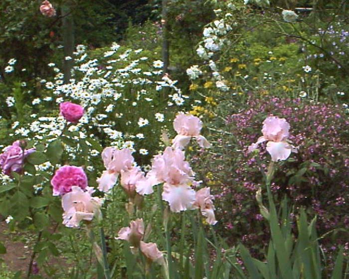 Plant photo of: Iris Bearded hybrids