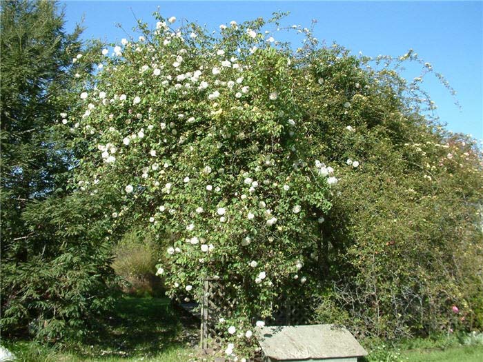 Plant photo of: Rosa Climbing varieties