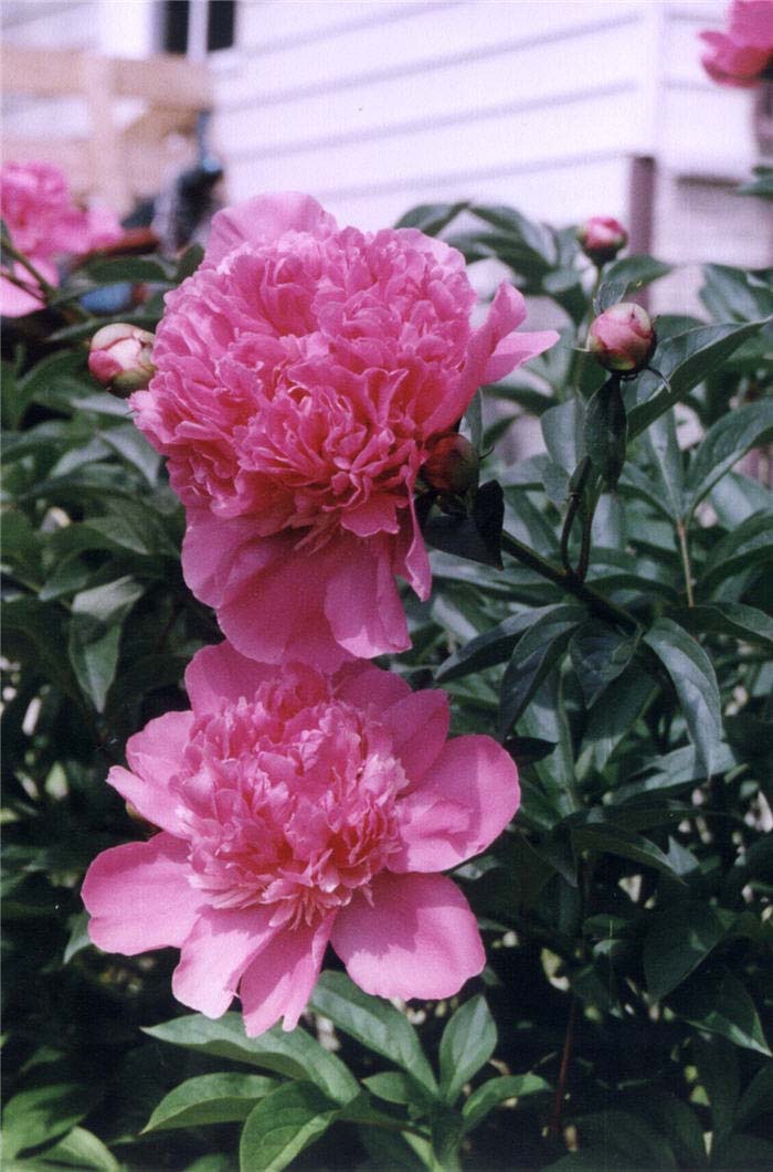 Plant photo of: Paeonia cv. (assorted)