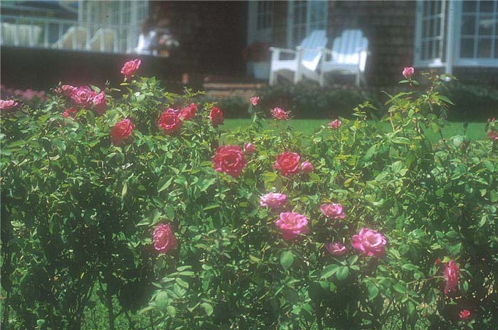 Plant photo of: Rosa Hybrid Tea varieties