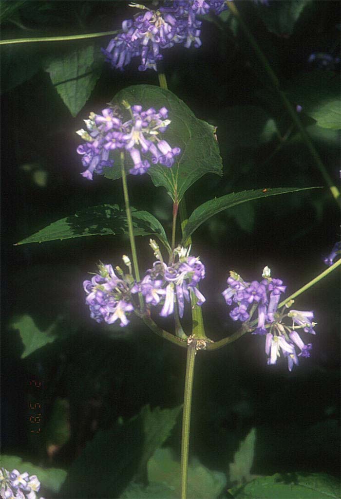 Plant photo of: Clematis heracleifolia davidiana