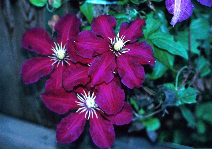 Plant photo of: Clematis large-flowered hybrids