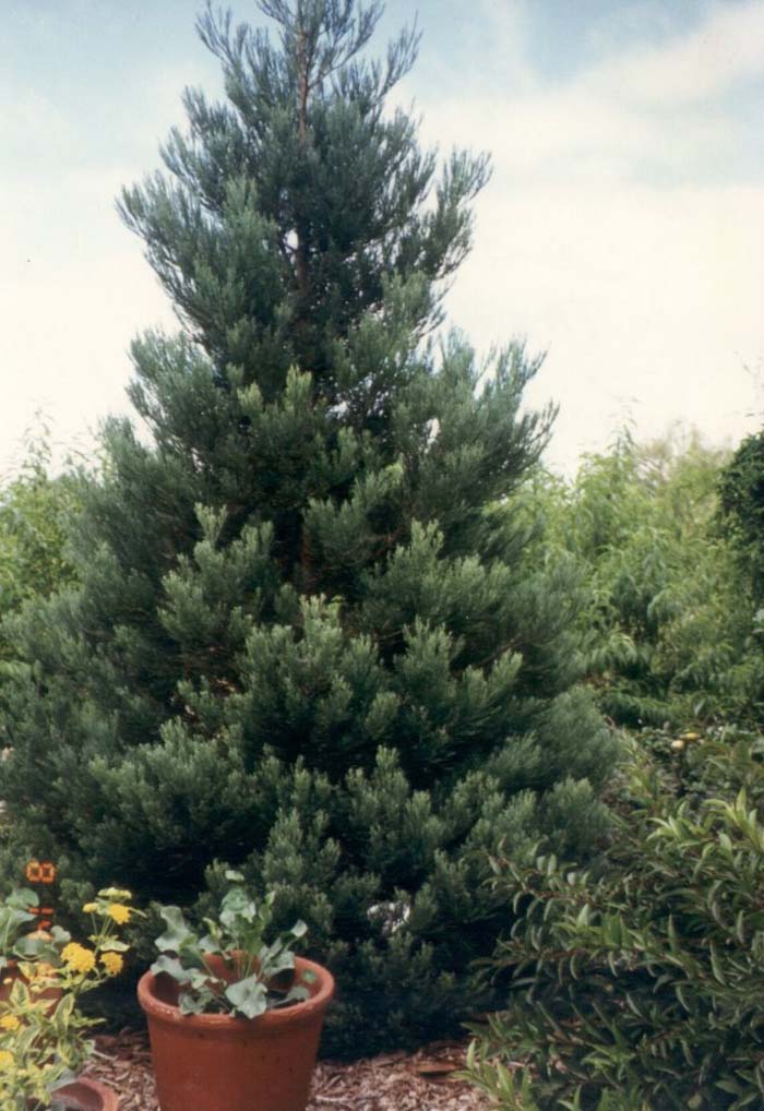 Plant photo of: Sequoiadendron giganteum