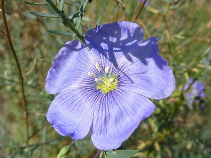 Plant photo of: Linum perenne