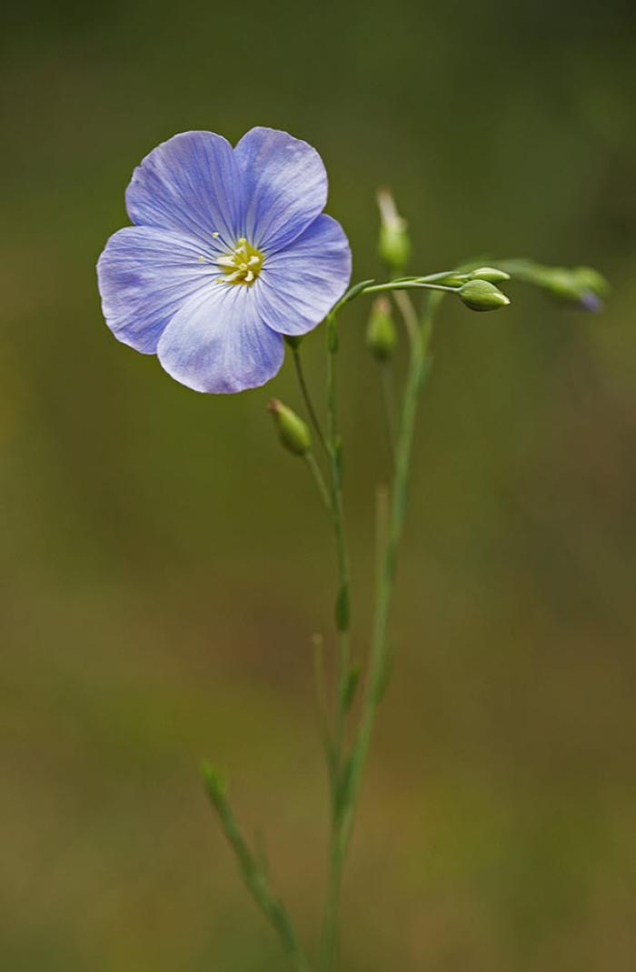 Plant photo of: Linum perenne