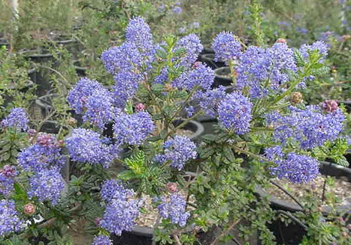 Plant photo of: Ceanothus 'Dark Star'