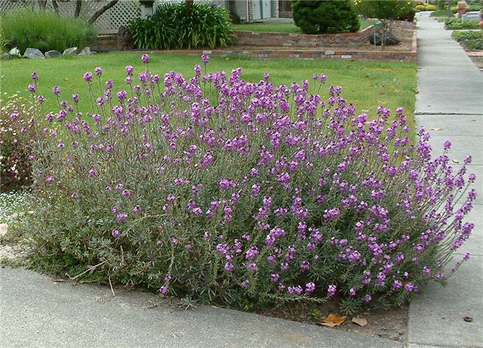 Plant photo of: Erysimum linifolium 'Mauve Clusters'