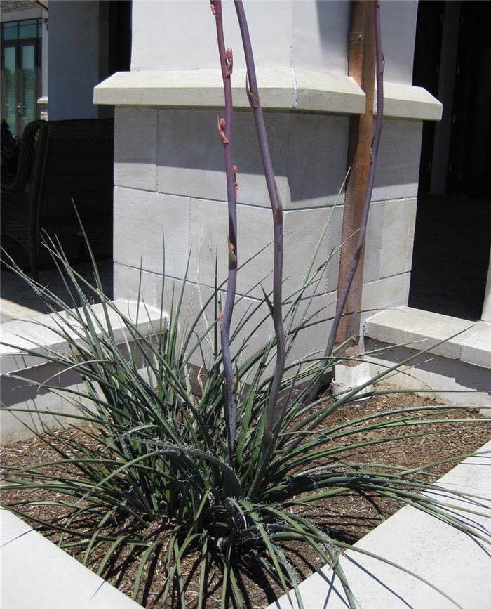 Plant photo of: Hesperaloe parviflora