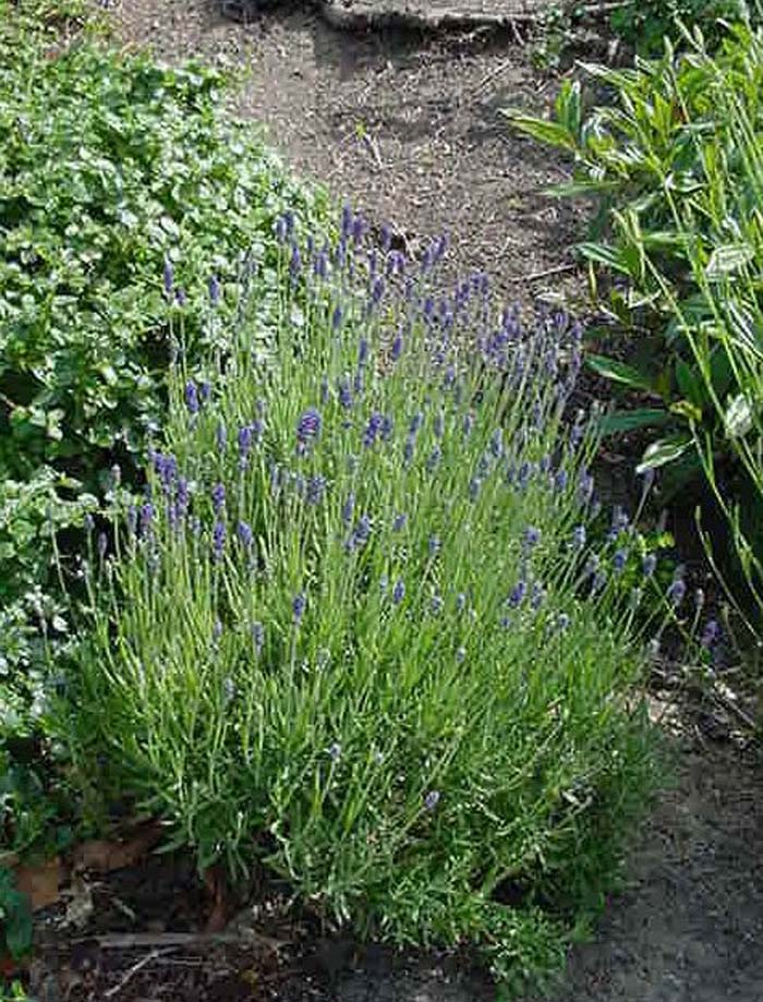 Plant photo of: Lavandula angustifolia 'Munstead'