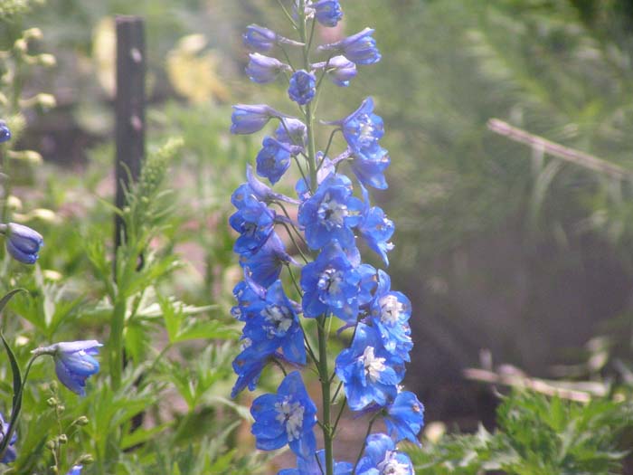 Plant photo of: Delphinium elatum