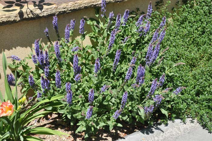 Plant photo of: Salvia farinacea