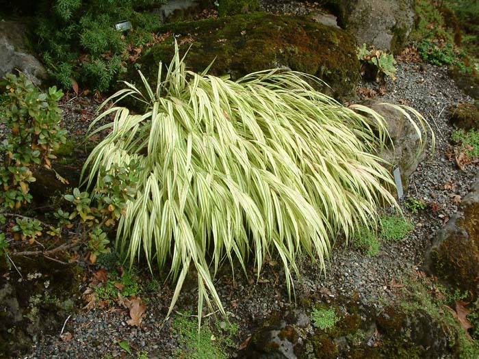 Plant photo of: Hakonechloa macra 'Aureola'