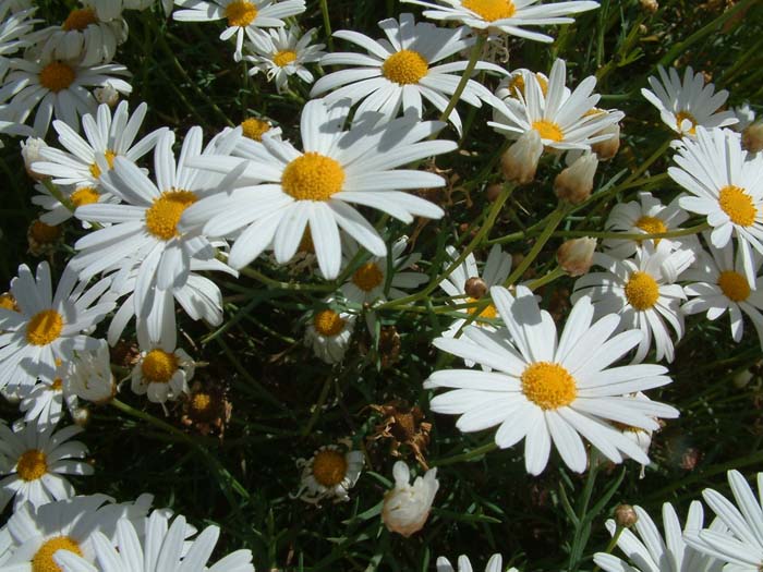 Plant photo of: Chrysanthemum frutescens 'White Lady'