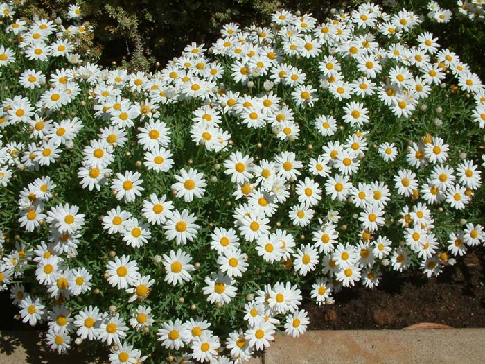 Plant photo of: Chrysanthemum frutescens 'White Lady'