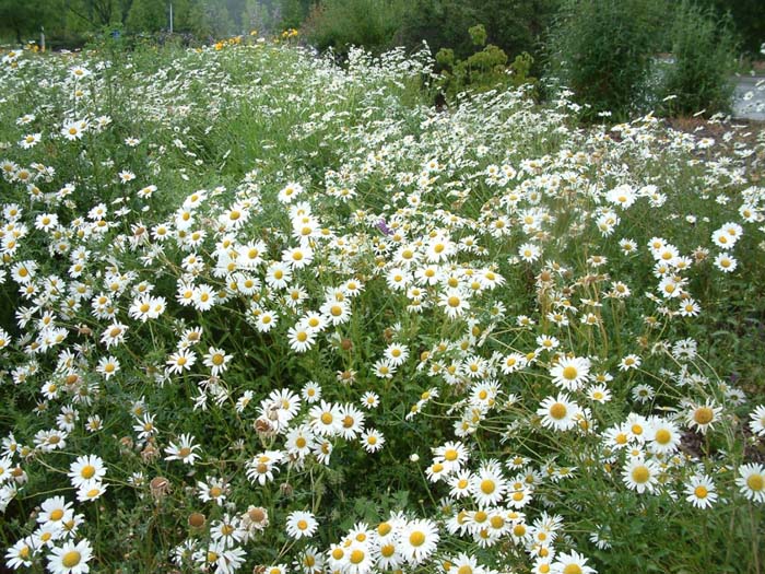 Plant photo of: Chrysanthemum leucanthemum