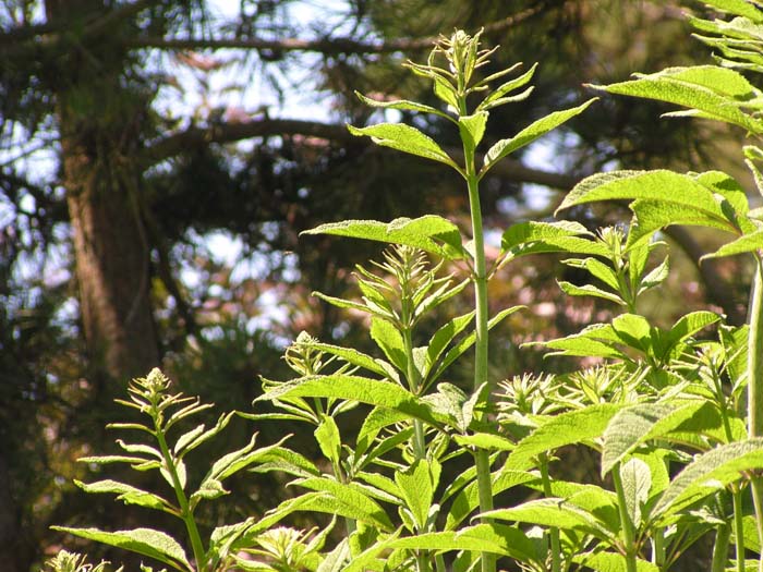 Plant photo of: Eupatorium purpureum