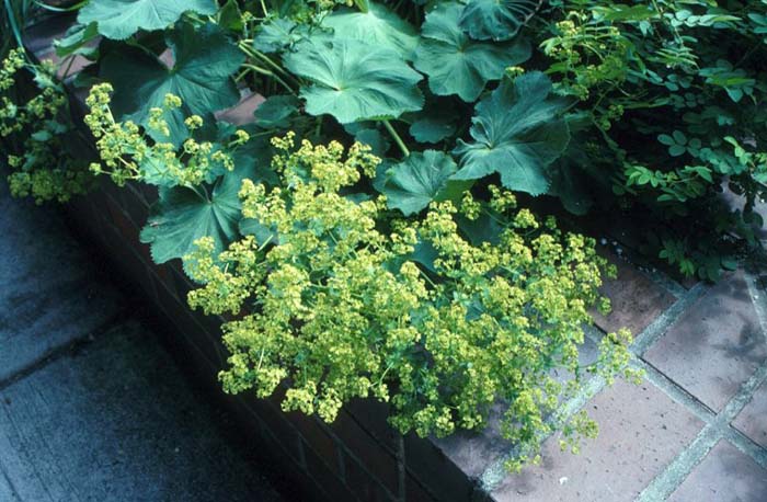 Plant photo of: Alchemilla sp.