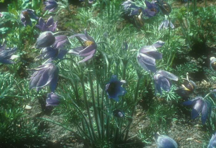 Plant photo of: Pulsatilla vulgaris