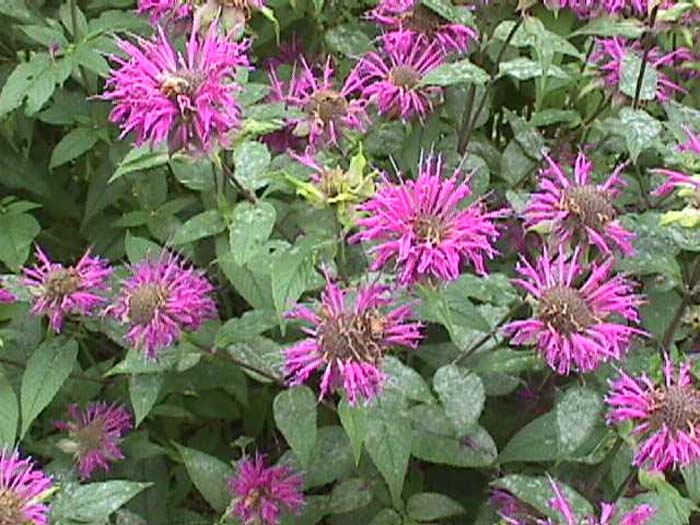 Plant photo of: Monarda didyma