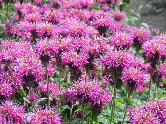 Plant photo of: Monarda didyma