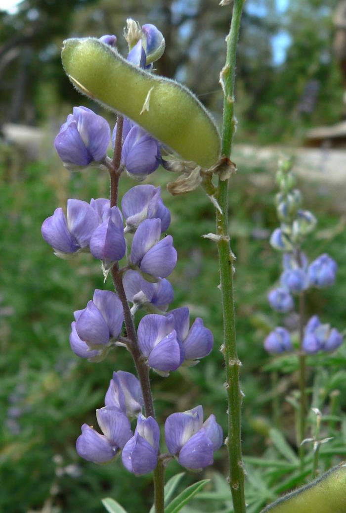 Plant photo of: Lupinus argenteus