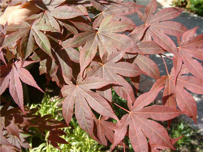 Plant photo of: Acer palmatum 'Bloodgood'